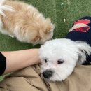 멍뭉이 쌀롱 네이버블로그