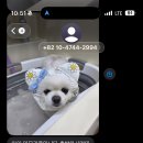 윤지애견 이미지