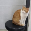 솔샘동물병원 이미지