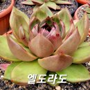 엘도라도 이미지