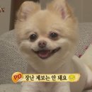 동물농장 이미지