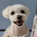 강아지 양치질 (백금칫솔 & 정글몬스터 덴티포인트 송곳니 & 디어랩스 울애기 뽀송 나노치약)