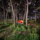 소나무숲 이미지