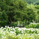 부산강서세무서 공중화장실 | 부산 가덕도 외양포 야생화단지 유럽수국 개화상황 부산 여행 가볼만한곳
