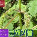 큰쐐기풀_전체에 긴 가시털, 대형 잎 가진 쐐기풀 이미지