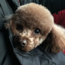 앞선동물병원 이미지