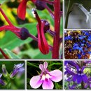 로벨리아(lobelia) 이미지