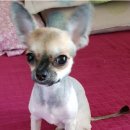 경화시장 이미지