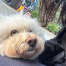 합천오토캠핑장 | 경남 합천 해피캠핑장 오토캠핑 4번 사이트 후기