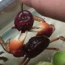 금오산맥우 이미지