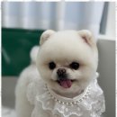 집에서도 간단히 반려견 미용 이미지