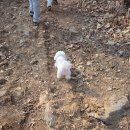 서민기둥 | 🐶 애견동반 가능한 곤지암 한옥 맛집 나래한옥집 피자 파스타 솔직후기🍕 ep16