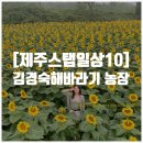조은희농장 | 제주도 스탭일상 #10 [제주도 포토스팟] 김경숙 해바라기 농장 다녀오다.