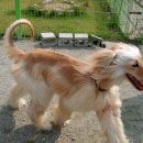 카사노바에리켄넬 이미지