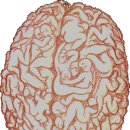 남자들의 뇌 구조 이미지
