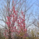 신길역 1호선 보행육교 옆 | 2025 여의도 벚꽃 축제 윤중로 실시간 4월 6일 개화 확인