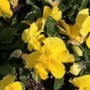 신암초교 이미지