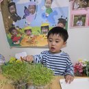 🥦 브로콜리 새싹채소를 먹어요 🥦 이미지