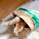 우리고양이 이미지