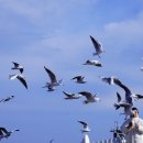 삼사낚시터 이미지