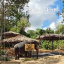 목욕 | 푸켓 코끼리 투어 엘리펀트 생츄어리 먹이주기 목욕 체험 후기