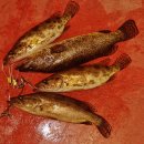 대물장어 이미지