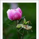 선프라자 사거리(1) 이미지