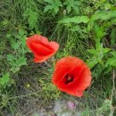 라벤더펜션 이미지