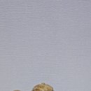항암제 세계보건기구 규정 2급 발암물질ㅡ 항암제 발암제 암을 발생시키는 맹독성 발암물질ㅡ? 이미지