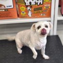 몽구리DOG 이미지