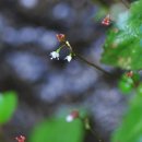 쥐털이슬(Circaea alpina, Onagraceae) 이미지