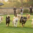컴투펫 위탁보호센터 강원원주점 | 후원 없이 운영되는 강아지 고양이 위탁보호소, 현실과 원칙 사이