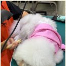 베스트 의정부 애견 미용학원 이미지