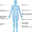 Re: Telomere dysfunction in ageing and age-related diseases 이미지