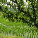 수림 농장 이미지