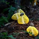 별빛뜨락 이미지