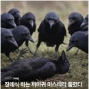 까마귀 장례식 애도의 뜻이 아니다 이미지