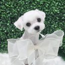 냥이멍이세상 이미지