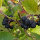 다솜이네 이미지