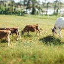 푸르름의 농원 이미지