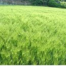 추억향기 이미지