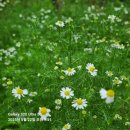 민들레화원 | 세밀화; 자세히 보면 더 예쁘다 -세밀화작가의 변~~