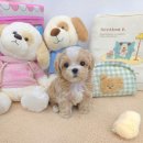 꽃강아지 이미지