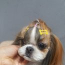 예뻐해줄개 이미지