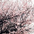 남산공원길 이미지