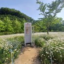 데이지화원 이미지