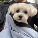 쌍금이네 이미지