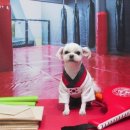 강아지풍경 이미지