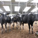 동서목장 이미지