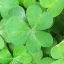 라인행정사 이미지